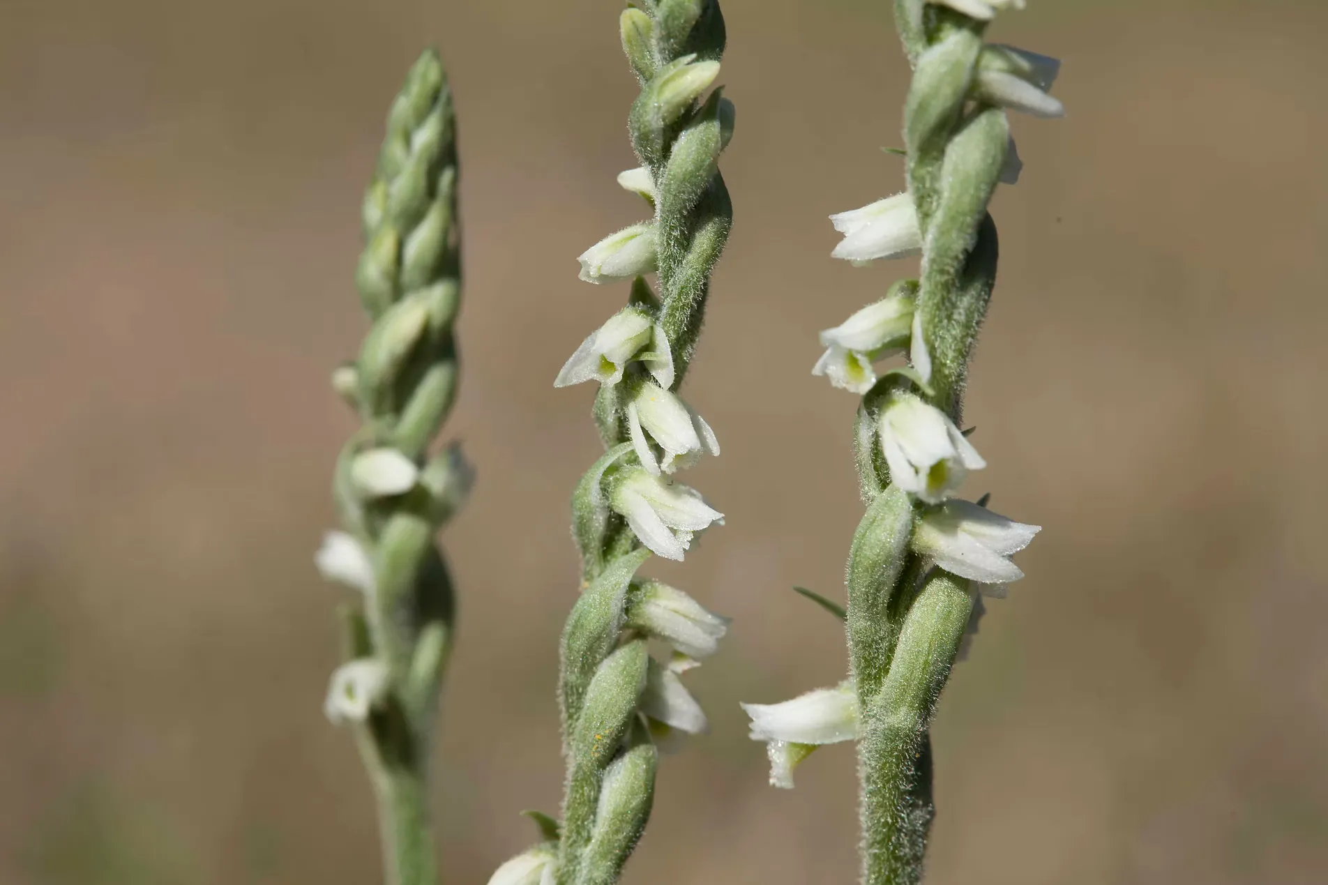 Three spiralled spikes of small white hooded flowers of Spiranthes spiralis, the autumn orchid, in short grass on Sark, Channel Islands