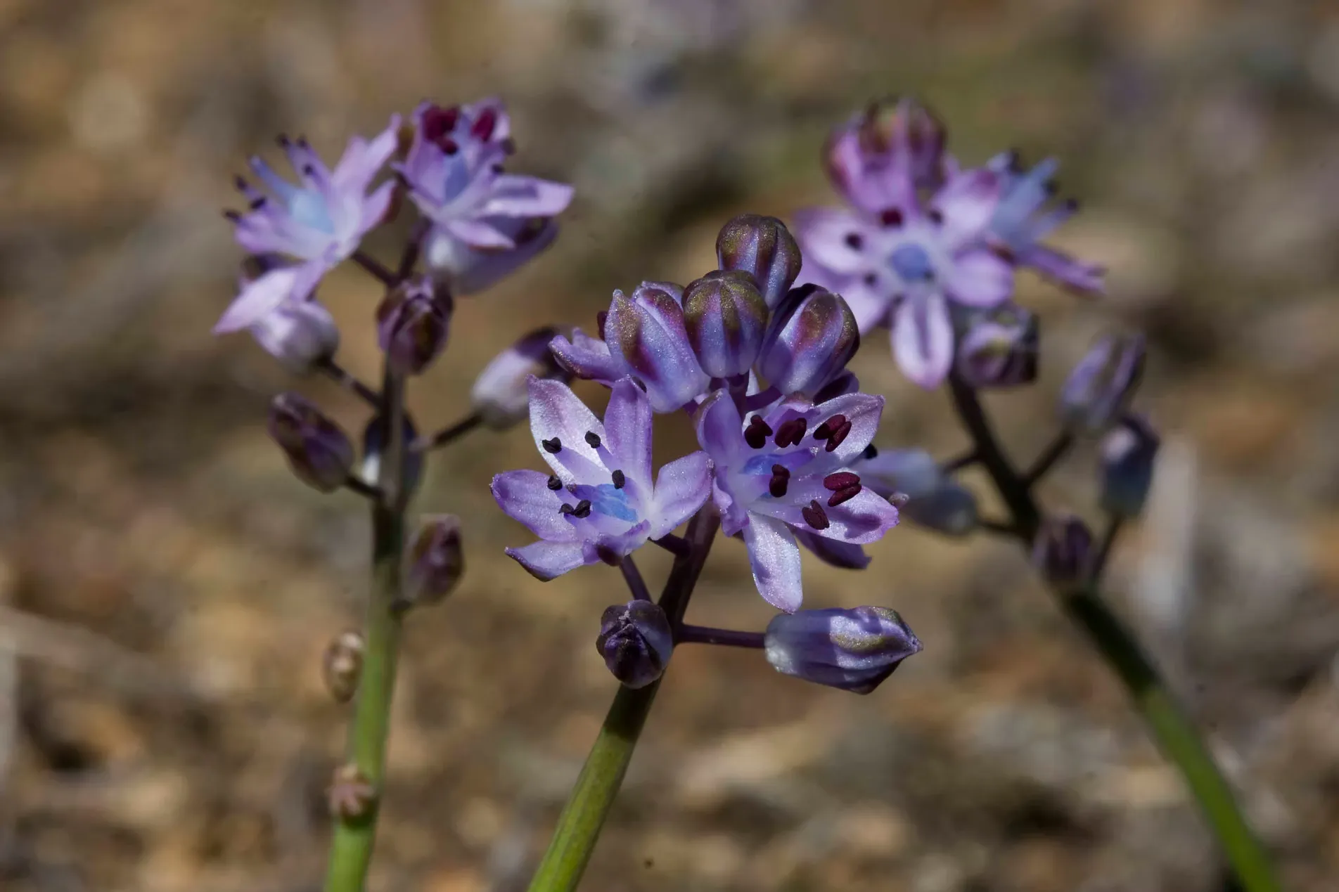 Violet star shaped autumn squill flowers on bare stems in thin coastal soil on Sark, Channel Islands