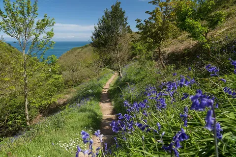A stepped footpath descending a green coastal valley through banks of bluebells on Sark, Channel Islands