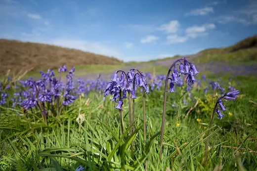 A drift of bluebells in rough grassland on Sark, Channel Islands