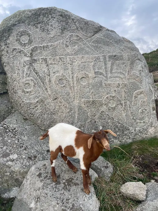 A young goat beside the Buddhist rock carving, north Sark