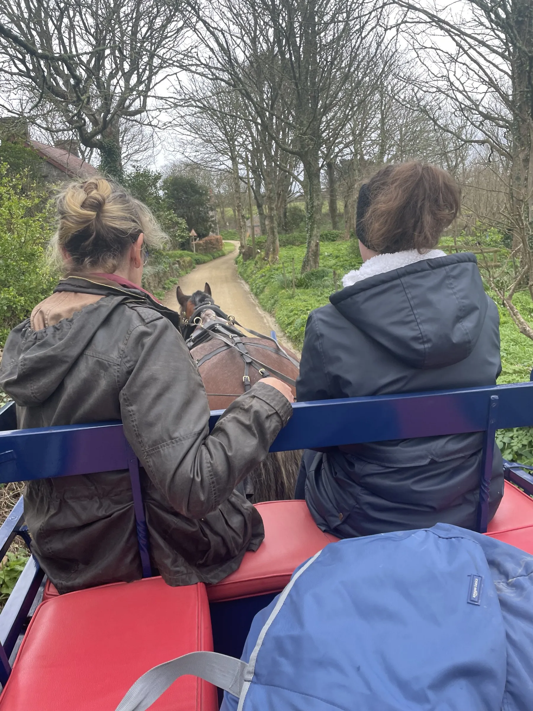 The view from a Sark horse carriage down a winter lane