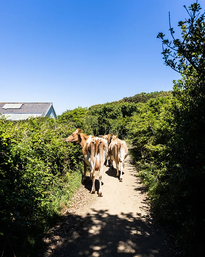 Cows walking along a hedge-lined lane on Sark