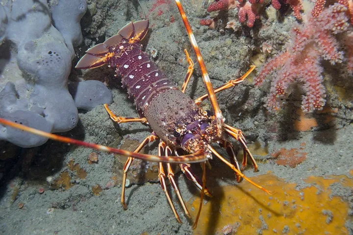 A crawfish, Palinurus elephas, among sponges and jewel anemones on a reef off Sark, Channel Islands