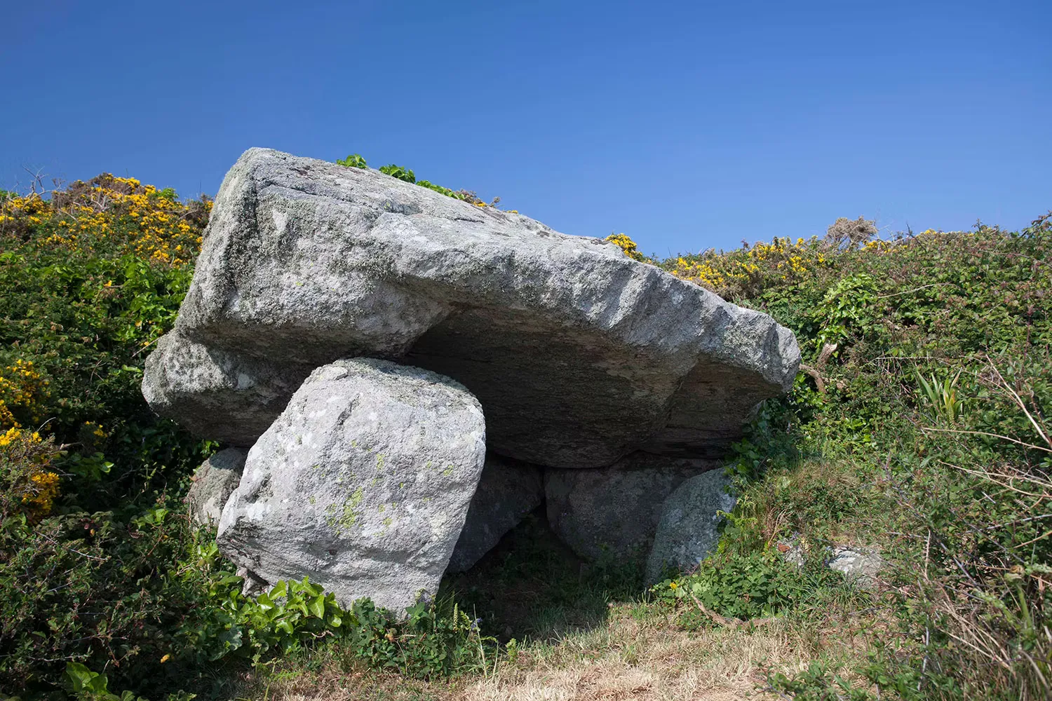 A prehistoric dolmen, a large capstone resting on supporting boulders among flowering gorse on Sark, Channel Islands