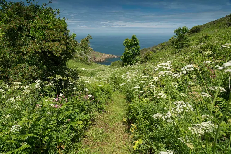 A wildflower path through a valley leading down to the sea on Sark, Channel Islands