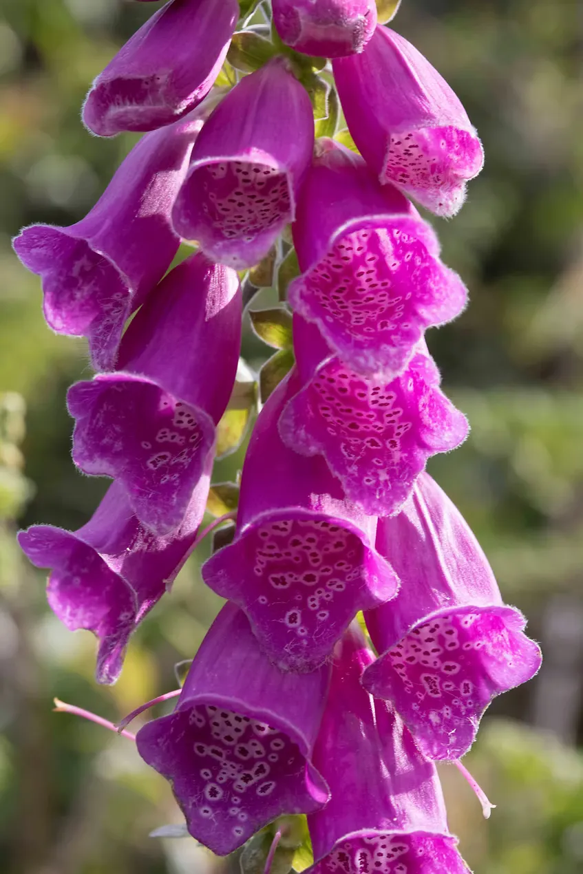 A foxglove spike of magenta bells with spotted throats in sunlight on Sark, Channel Islands