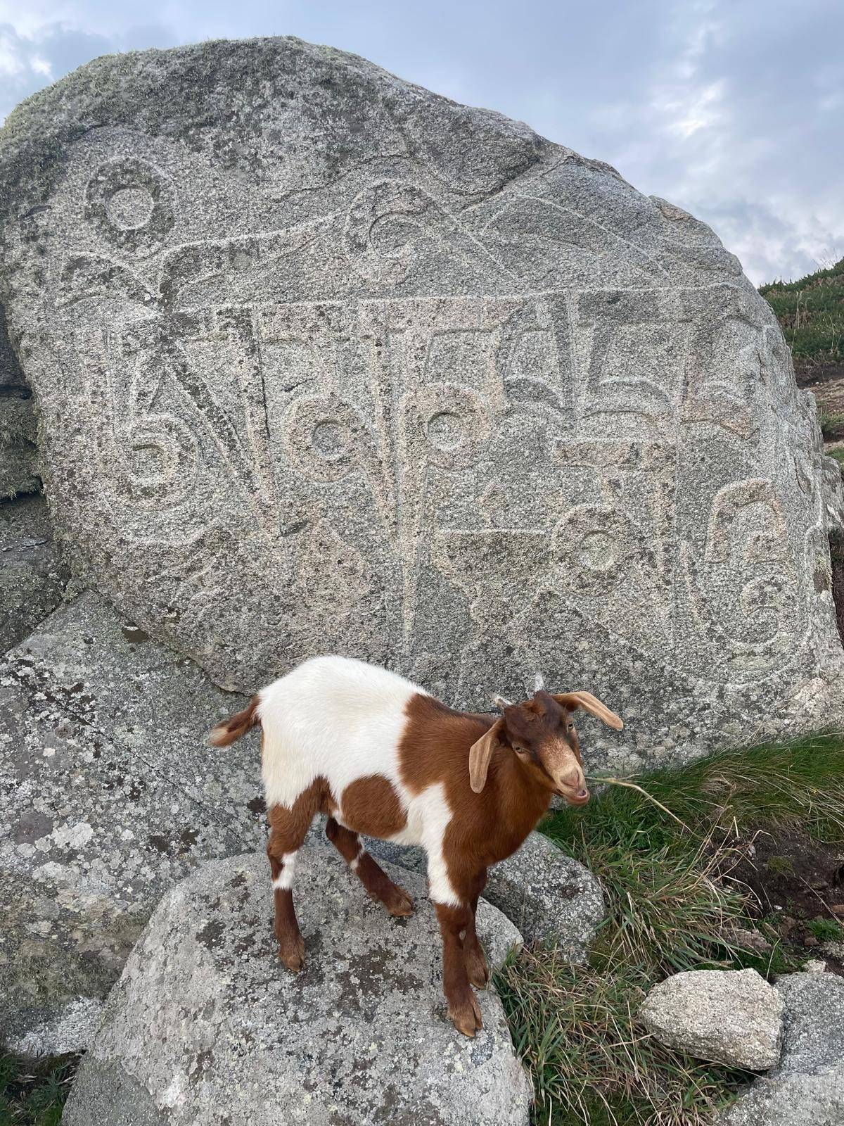 A young Sark goat in front of the carved stone on Sark, Channel Islands