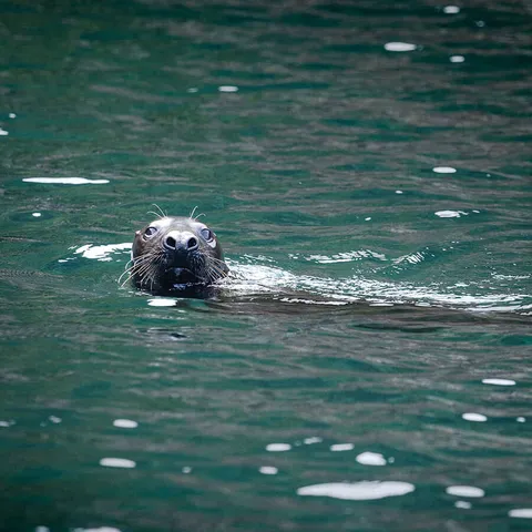 A grey seal watching from the water off Sark