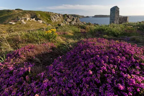 A stone tower ruin on a heather clifftop above the sea, Sark, Channel Islands