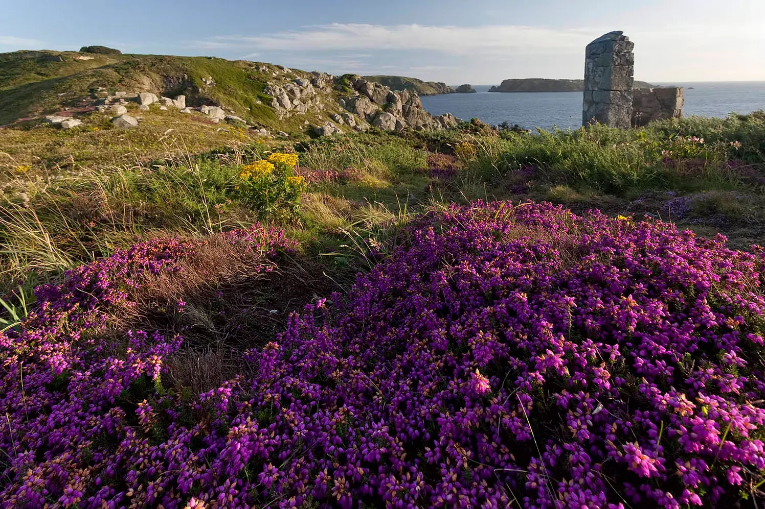 A stone tower ruin on a heather clifftop above the sea, Sark, Channel Islands