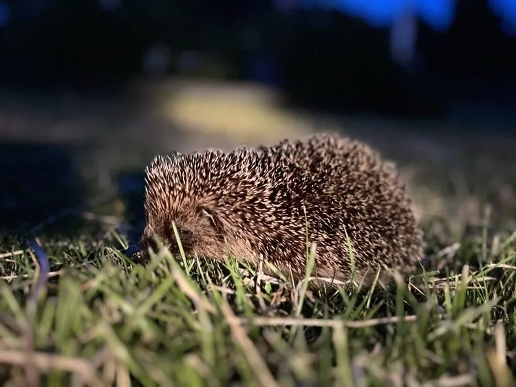 A hedgehog foraging in the grass at dusk on Sark