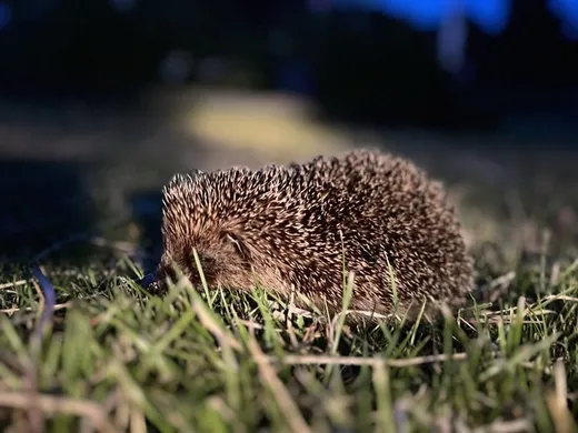 A hedgehog foraging in the grass at dusk on Sark