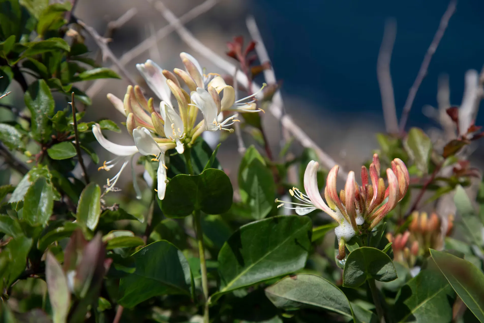 Wild honeysuckle flowering in a coastal hedge above the sea on Sark, Channel Islands