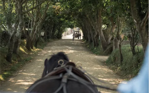 The view from a horse-drawn carriage down a tree-lined Sark lane, with another carriage ahead