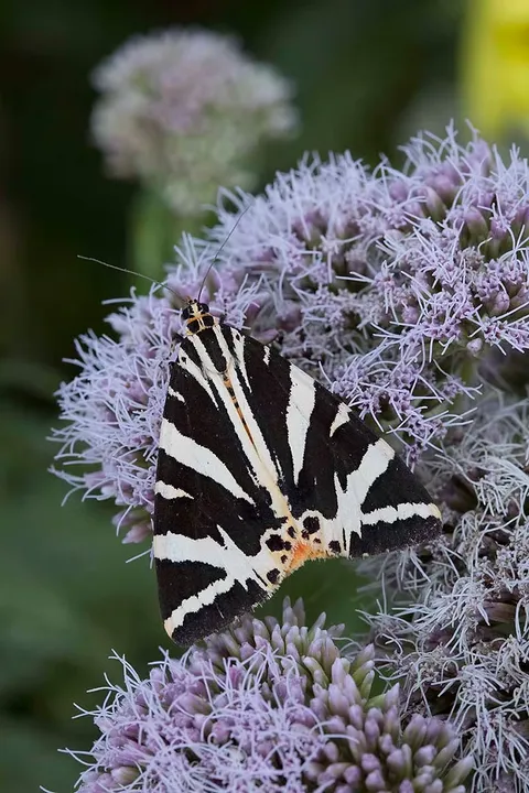 A Jersey tiger moth on wildflowers on Sark, Channel Islands