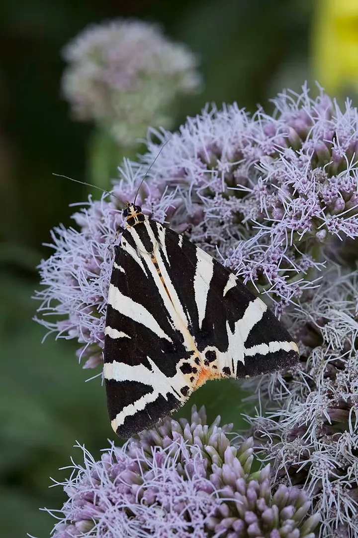 A Jersey Tiger moth with black and white striped wings, resting on pale purple wildflowers on Sark, Channel Islands