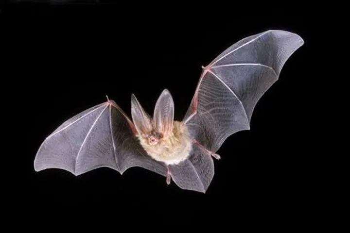 A long-eared bat in flight with its large ears held forward, Sark, Channel Islands