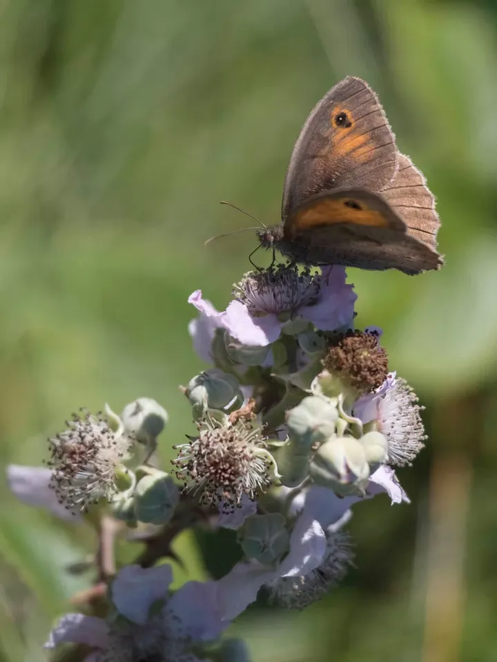 A Meadow Brown butterfly with wings closed, showing its brown and orange eyespot pattern, resting on bramble blossom on Sark, Channel Islands