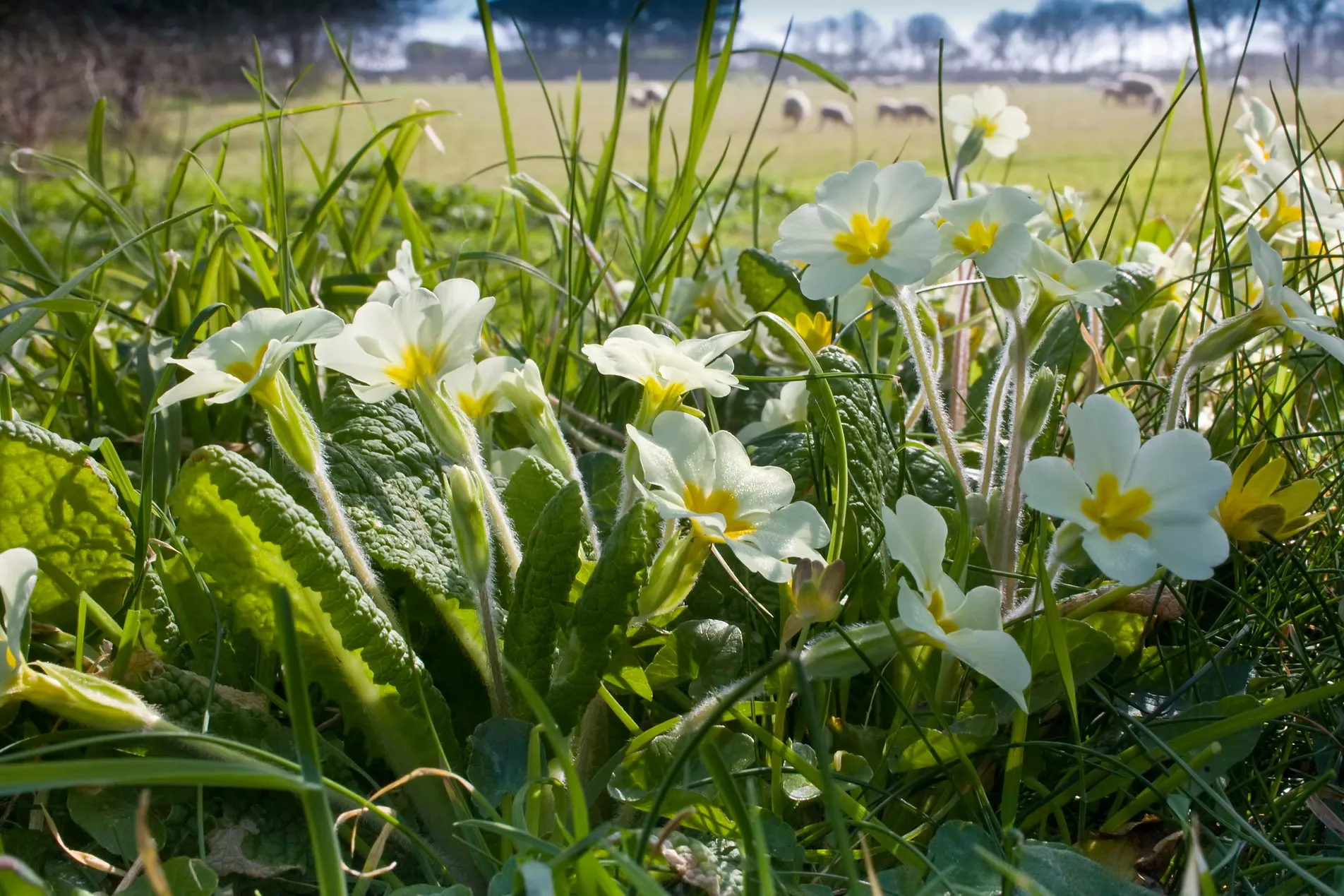 Primroses flowering on a grassy bank with sheep grazing beyond, Sark, Channel Islands