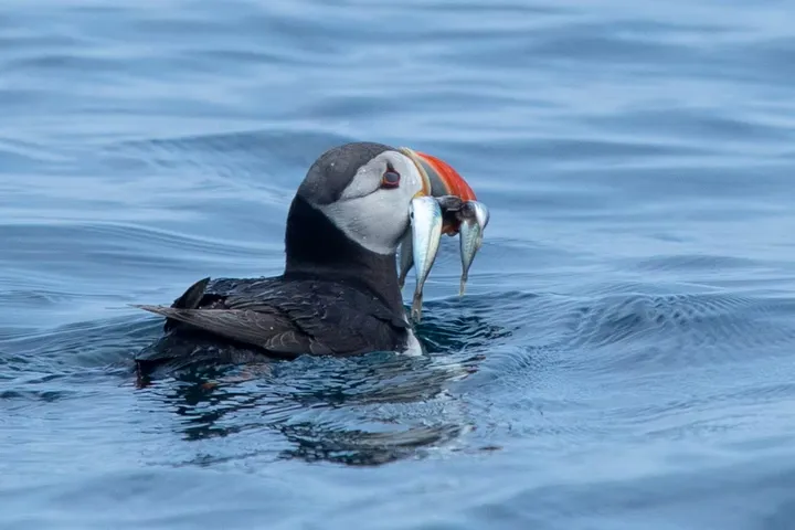 An Atlantic Puffin swimming with a beak full of small silvery fish, Sark, Channel Islands