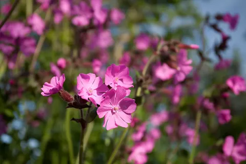 Red campion in a sunlit hedgerow, one sharp cluster of deep pink flowers against a soft mass of more behind, Sark, Channel Islands