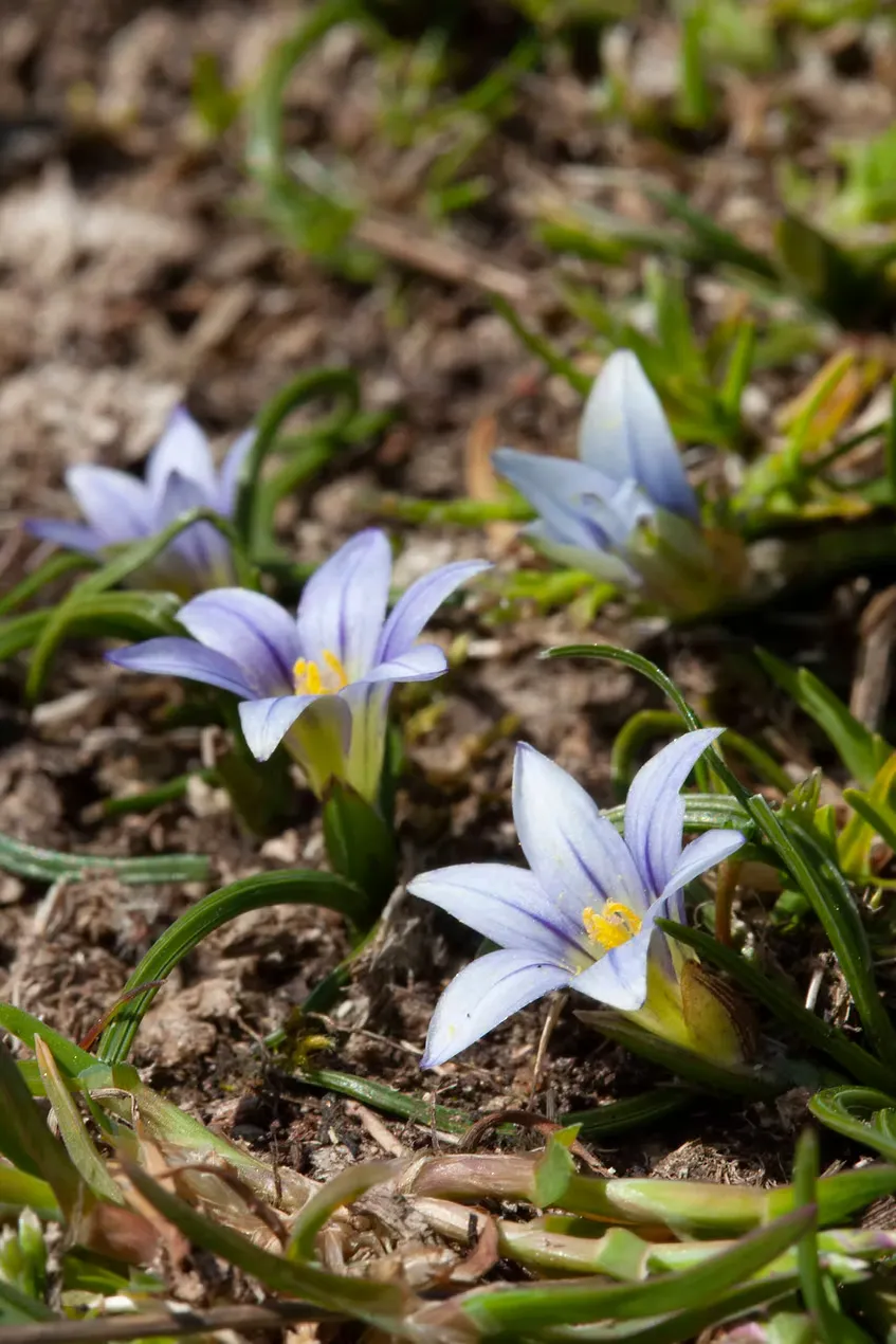 Tiny pale lilac sand crocus flowers open in cropped coastal turf on Sark, Channel Islands