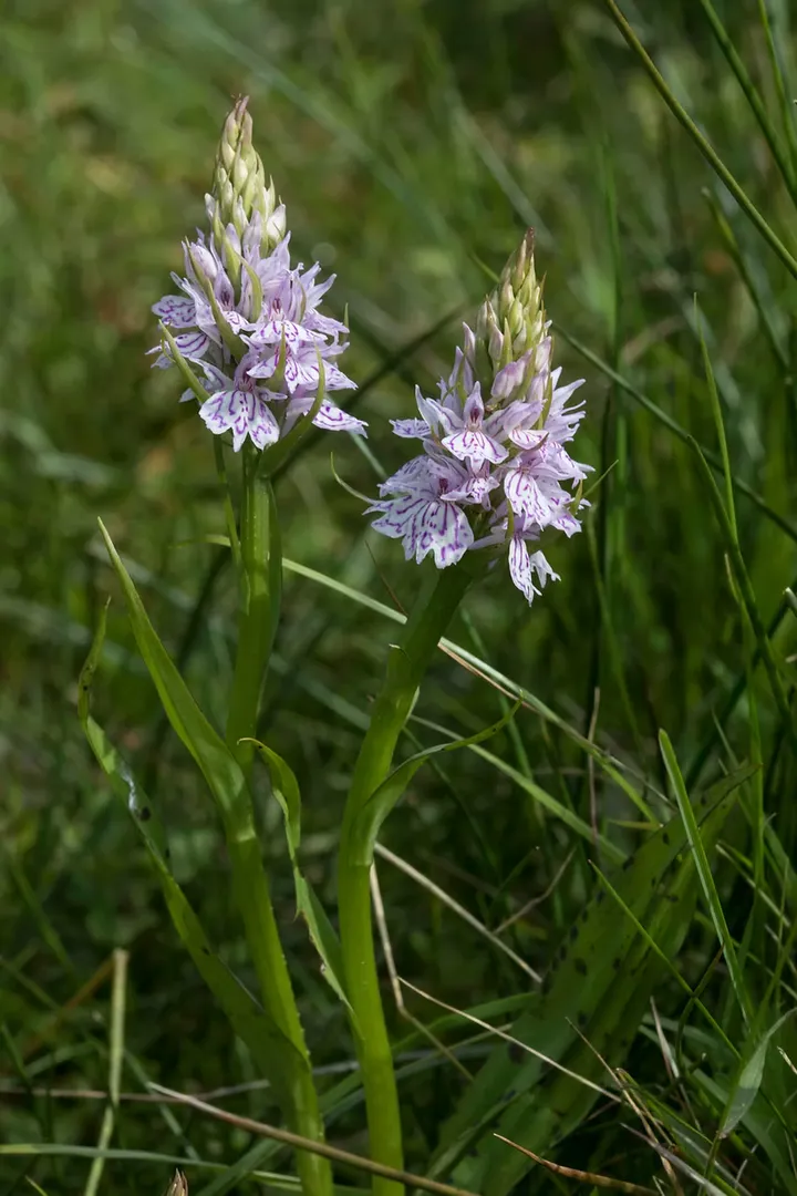 Two common spotted orchid spikes flowering in grassland on Sark, Channel Islands