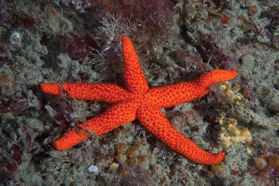 A red starfish, Echinaster sepositus, on the seabed at Les Dents, a reef off Sark, Channel Islands