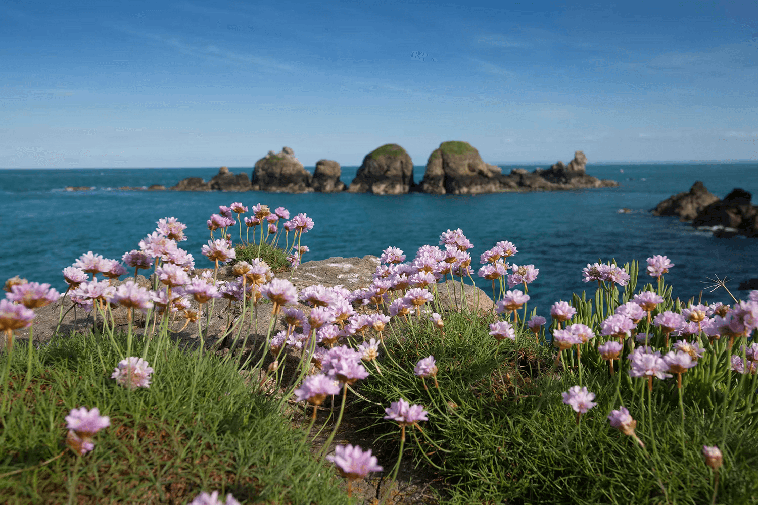 Pink thrift flowering on a clifftop above offshore rock stacks in a blue sea, Sark, Channel Islands